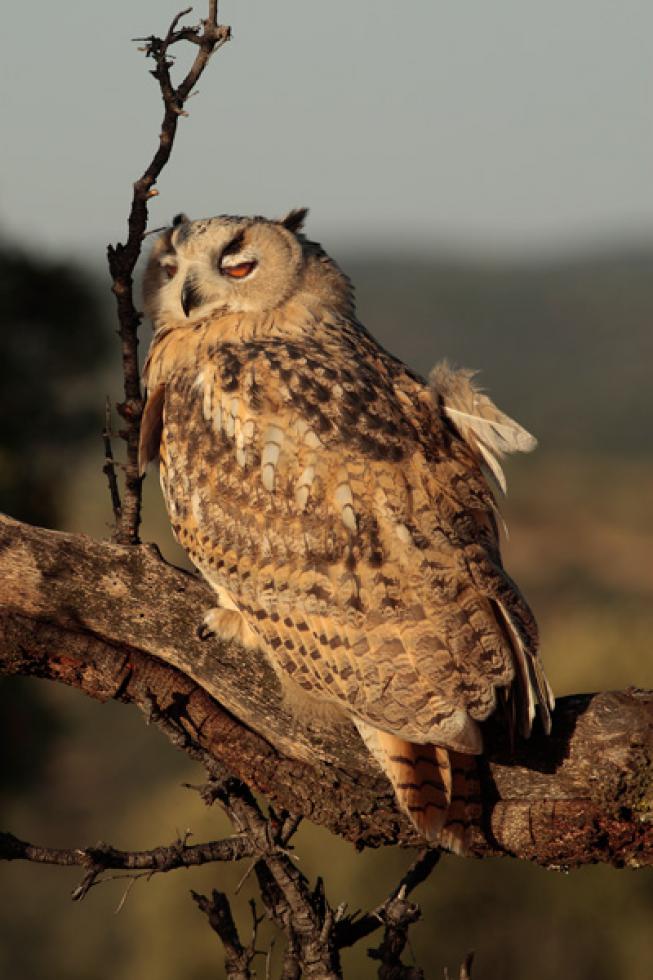 Imagen 12 de la galería de El búho real (Bubo bubo siberianus)